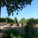 vineyard_view